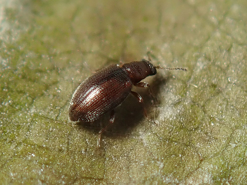 Latridiidae ??  S ! Cortinicara gibbosa